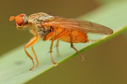 Scathophaga inquinata
