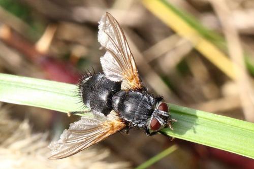 Réf. 110 565 : Nemoraea pellucida