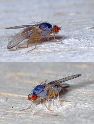 Réf. 110 997 : Palloptera sp.