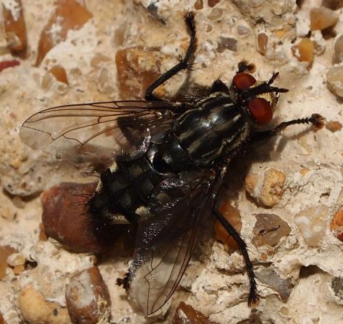 Sarcophaga sp.