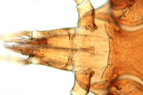 Réf. 110 375 : Dissoloncha superbus