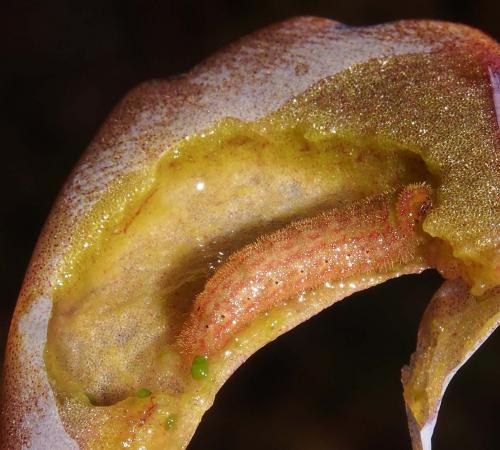 Leptomyrina phidias