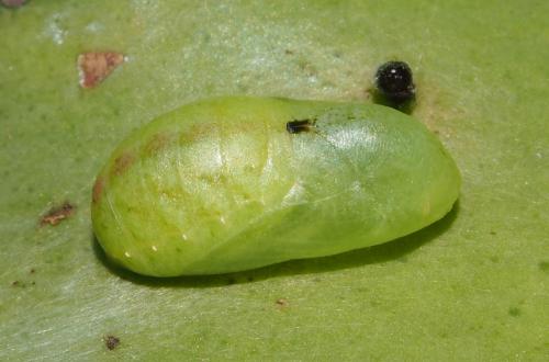 Leptomyrina phidias