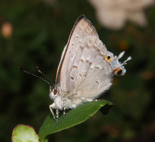 Leptomyrina phidias
