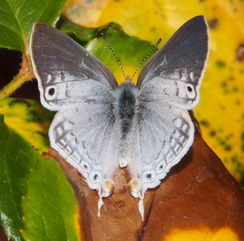 Leptomyrina phidias