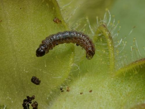 Stenoptilia grisescens