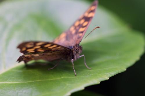 Pararge aegeria