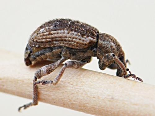 Réf. 110 323 : Brachypera zoilus