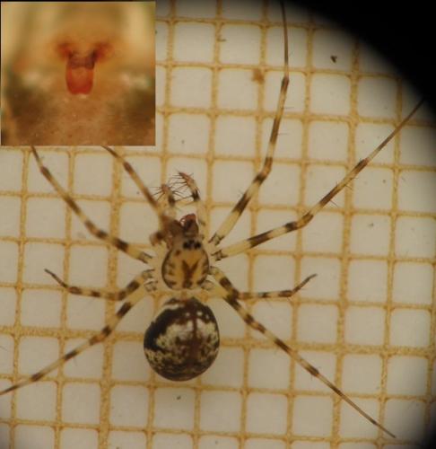 Drapetisca socialis