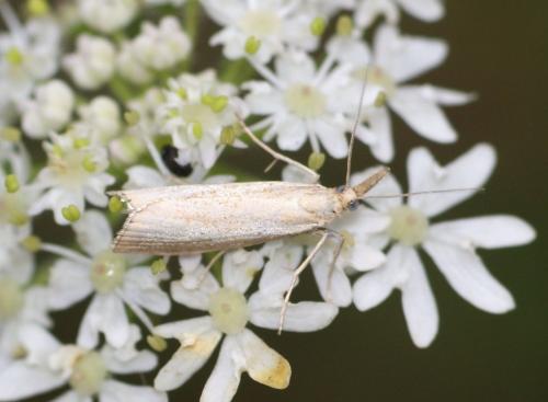 Agriphila straminella