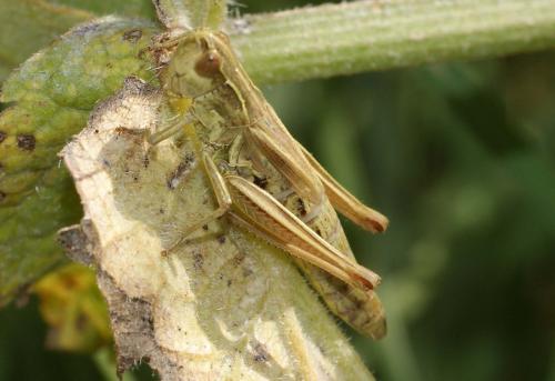 Réf. 110 873 : Pseudochorthippus parallelus