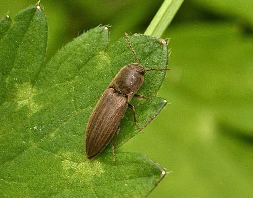 Agriotes sp.