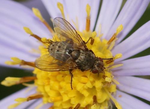 Siphona sp.