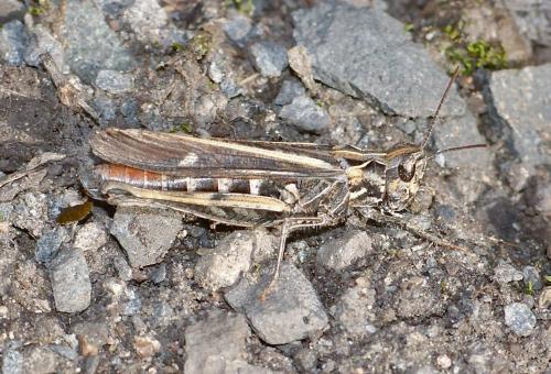 Réf. 110 678 : Chorthippus sp.