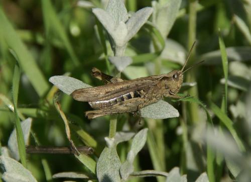 Chorthippus sp.