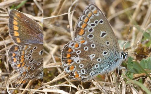 Polyommatus icarus