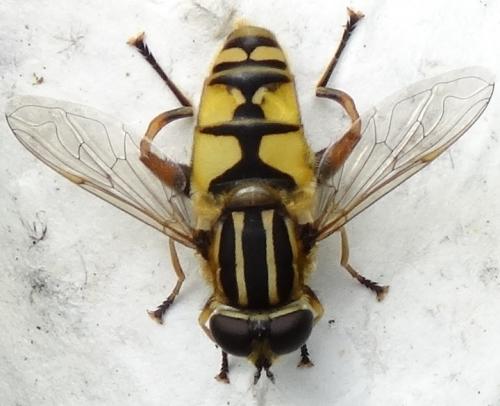Réf. 110 365 : Helophilus pendulus
