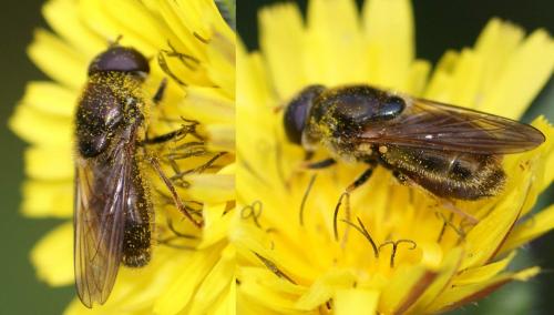 Cheilosia sp.