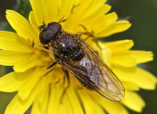 Cheilosia sp.