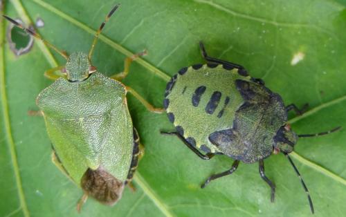 Palomena prasina