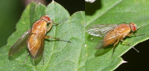 Réf. 110 841 : Phaonia pallida