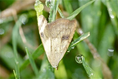 Réf. 110 643 : Rivula sericealis