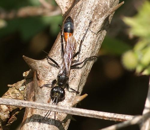 Ammophila sabulosa