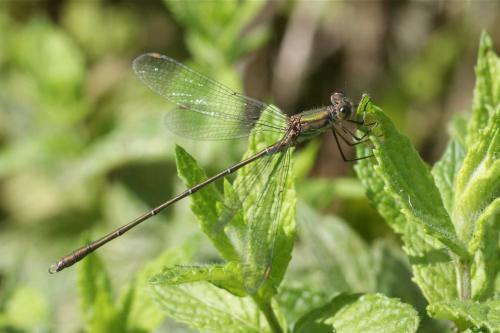 Chalcolestes viridis