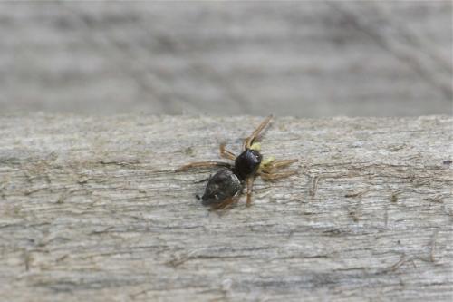 Heliophanus sp.