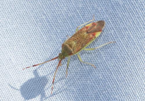 Pantilius tunicatus