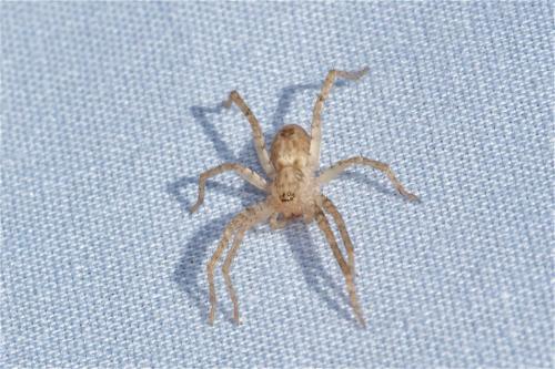 Anyphaena accentuata