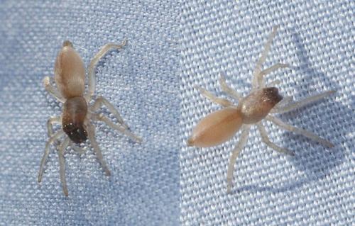 Clubiona sp.