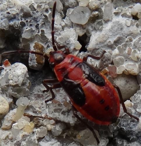Melanocoryphus albomaculatus