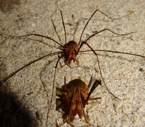 Phalangium opilio