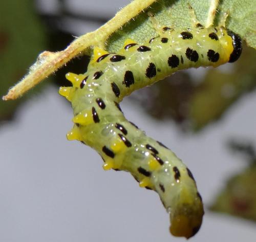Nematus septentrionalis