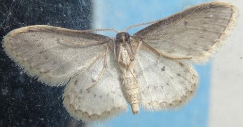 Idaea seriata