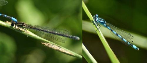Coenagrion mercuriale