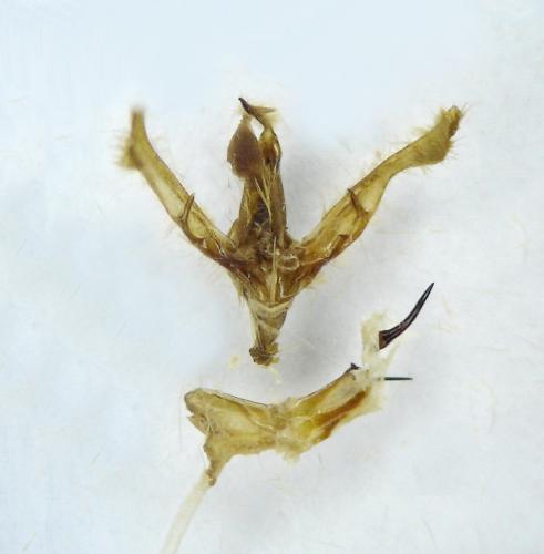 Réf. 110 600 : Cucullia scrophulariae