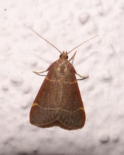 Hypsopygia glaucinalis