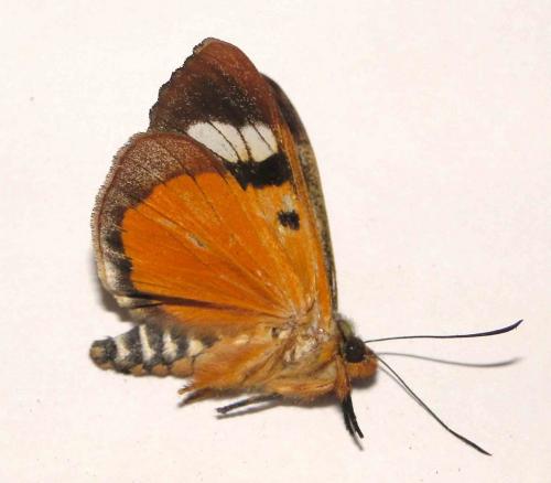 Aegoceropsis sp.