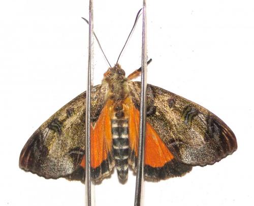 Aegoceropsis sp.