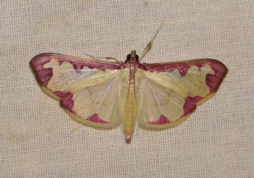 Cadarena pudoraria
