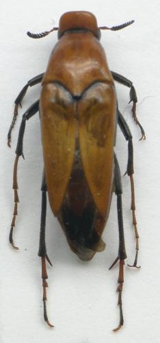 Macrosiagon sp.