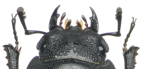 Réf. 110 692 : Dorcus parallelipipedus