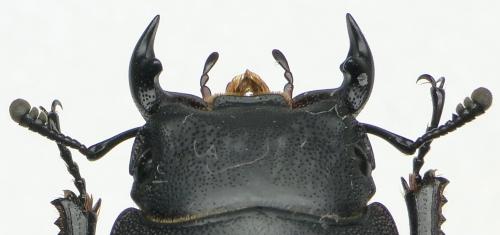 Réf. 110 693 : Dorcus parallelipipedus