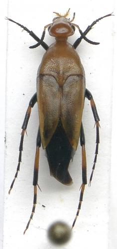 Macrosiagon ferruginea