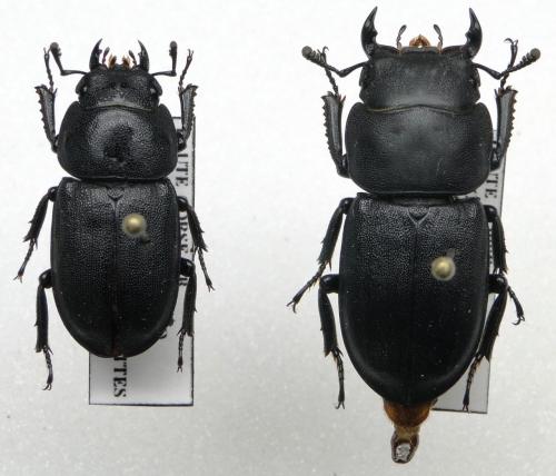 Réf. 110 720 : Dorcus parallelipipedus
