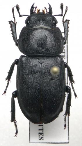 Réf. 110 721 : Dorcus parallelipipedus