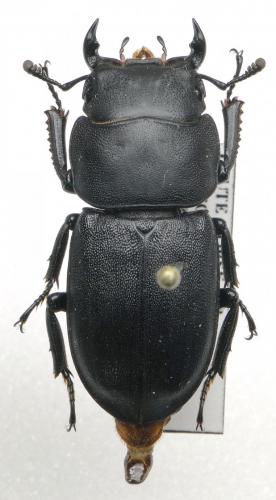Réf. 110 722 : Dorcus parallelipipedus