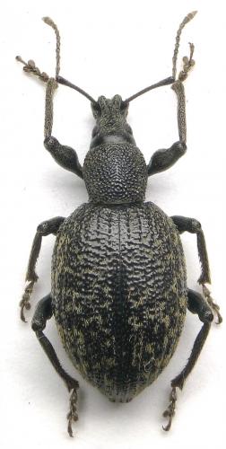 Réf. 110 935 : Otiorhynchus aurifer